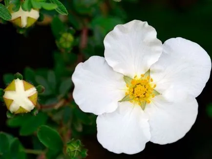 Cinquefoil cserje - ellátás és termesztés, ültetés, locsolás és a szaporodás (cinquefoil) Cinquefoil cserje - ellátás és termesztés, ültetés, locsolás és a reprodukció
