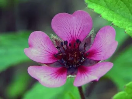 Bloodroot, ültetés és gondozás