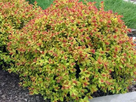 Spirea cserje - ültetés és gondozás, gyöngyvessző fotó, a fajok és fajták spirea Spiraea japonica, vangutta, szürke (növekvő) Spirea cserje - ültetés és gondozás, gyöngyvessző fotó, a fajok és fajták spirea Spiraea japonica, vangutta, szürke