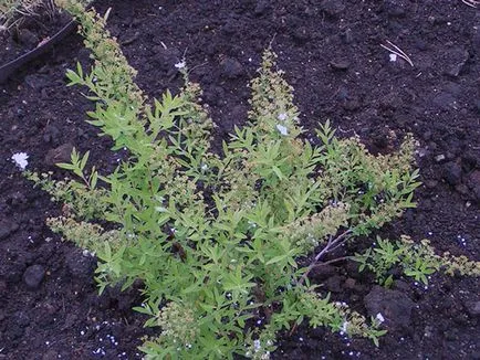 Spirea cserje - ültetés és gondozás, gyöngyvessző fotó, a fajok és fajták spirea Spiraea japonica, vangutta, szürke (locsolás) Spirea cserje - ültetés és gondozás, gyöngyvessző fotó, a fajok és fajták spirea Spiraea japonica, vangutta, szürke