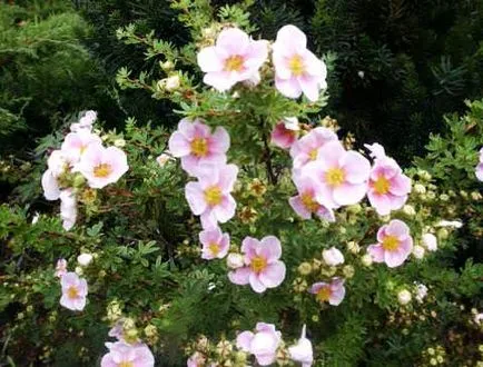 Bloodroot ültetés és gondozás