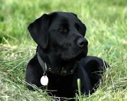 Labrador retriever, egy kanadai munkás
