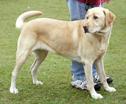 Labrador fajta leírás, természetfotó