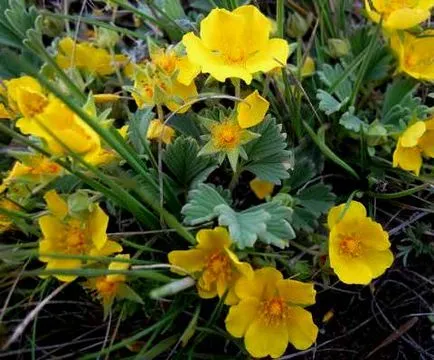 Bloodroot ültetés és gondozás