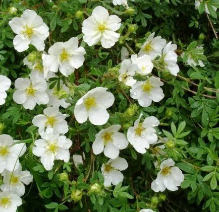 Cinquefoil cserje ültetés, termesztés, gondozás, fotó, válasszuk