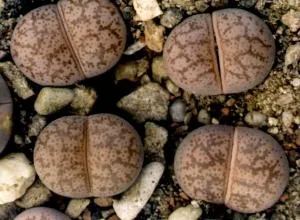 Lithops (- élő kövek -) - Minden a beltéri növények