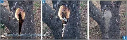 Betegségek kezelésére, a fák, a kéz -, hogyan lehet a legjobban