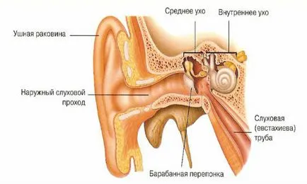 Betegségek kezelési, a fül, orr és torok (betegségek) Betegségek kezelési a fül, orr és torok