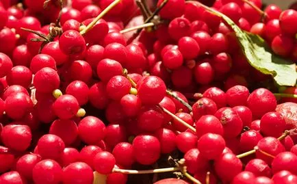 Schisandra gyógyszer tulajdonságait és ellenjavallatok, előnyei és hátrányai