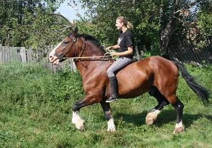 ló, nagy teherbírású