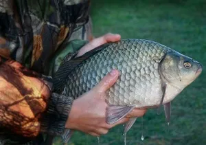 Catching kárász a Donk besorolás etetők független gyártás és korlátok (Donk) Fogása ponty a donk besorolás etetők, független gyártás és korlátozások
