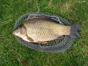 Catching kárász a Donk besorolás etetők független gyártás és korlátok (halászat) Fogása ponty a donk besorolás etetők, független gyártás és korlátozások
