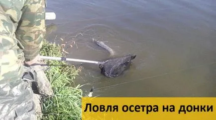 Ragályos tokhal a feeder, a csali (a nyár, tavasz, ősz) (rugó) Ragályos tokhal a feeder, a csali (a nyár, tavasz, ősz)