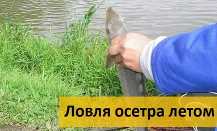 Ragályos tokhal a feeder, a csali (a nyár, tavasz, ősz) (rugó) Ragályos tokhal a feeder, a csali (a nyár, tavasz, ősz)