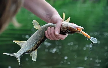 Pike halászati ​​májusban és a többi tavaszi hónapokban
