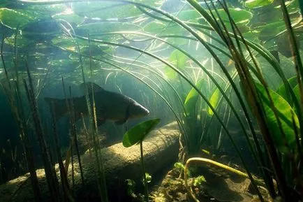 Tench halászat fogása compó, compó fogás hol, mi a jobb, hogy elkapjon egy compó (fogása compó) Tench halászat fogása compó, compó fogás hol, mi a jobb, hogy elkapjon egy compó
