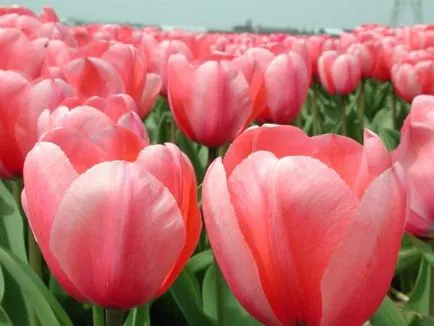 A hagymákat a tulipánok a vágott és tárolt otthon, utasítások, videók és képek (otthon) A hagymákat a tulipánok a vágott és tárolt otthon, utasítások, videók és fotók