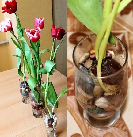 A hagymákat a tulipánok a vágott és tárolt otthon, utasítások, videók és képek (tulipán hagymákat, mint egy vágott tartani a home) A hagymákat a tulipánok a vágott és tárolt otthon, utasítások, videók és fotók