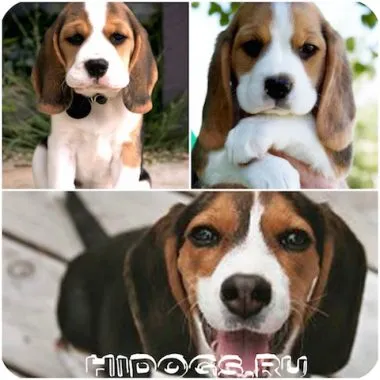 Kis kutya, nagy fülek felső miniatűr fajták (fotó)