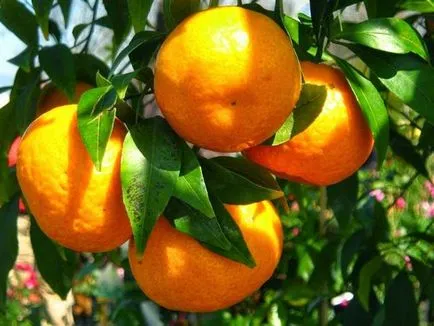 Mandarin hasznos - hasznosabb, mint a mandarin