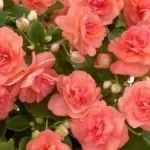 Terry Impatiens Waller termesztése magvak, leírás (mag) Terry Impatiens Waller növekvő magról, a leírás