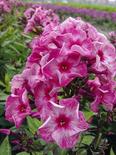 Évelő Phlox növekvő magról