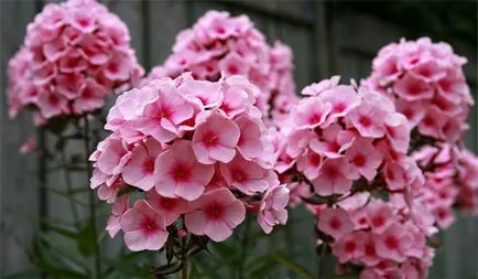Évelő Phlox növekvő magról