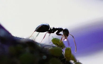 Mézharmat - forrása ízletes és egészséges méz (méz) Mézharmat - forrása ízletes és egészséges méz