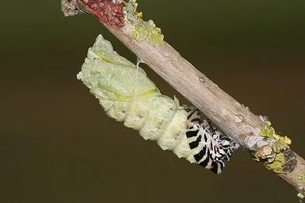 metamorfózisa hernyók