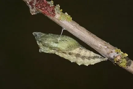 metamorfózisa hernyók