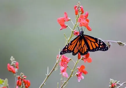 metamorfózisa hernyók