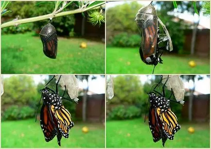 metamorfózisa hernyók