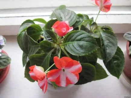 Terry Impatiens Waller termesztése magvak, leírás (leírás) Terry Impatiens Waller növekvő magról, a leírás