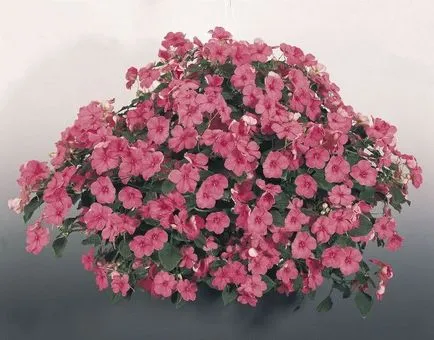 Terry Impatiens Waller termesztése magvak, leírás (Impatiens) Terry Impatiens Waller növekvő magról, a leírás