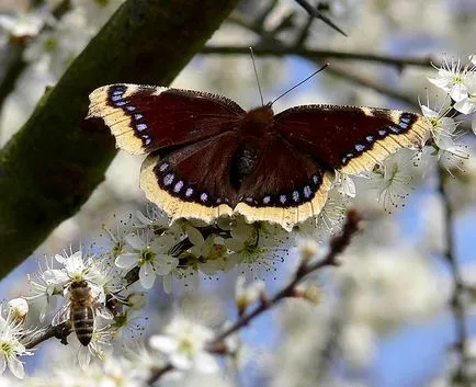metamorfózisa hernyók