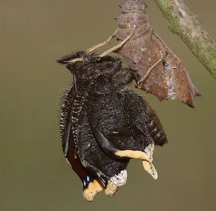 metamorfózisa hernyók