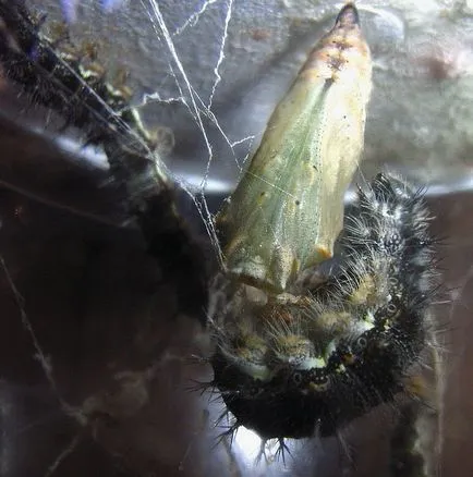 metamorfózisa hernyók
