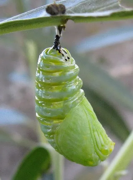 metamorfózisa hernyók