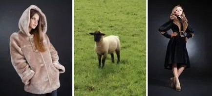 Mouton - egy prémes ki, mit az, hogy milyen állat ruházati cikkek és kiegészítők a Mouton