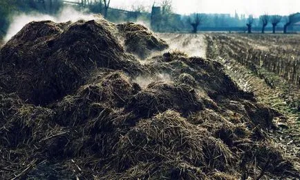 Lehetséges használni sertés trágya, műtrágya