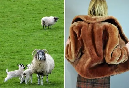 Mouton - egy prémes ki, mit az, hogy milyen állat ruházati cikkek és kiegészítők a Mouton