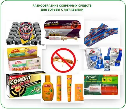 Hangyák uborka, hogyan lehet megszabadulni (uborka) Hangyák uborka, hogyan lehet megszabadulni