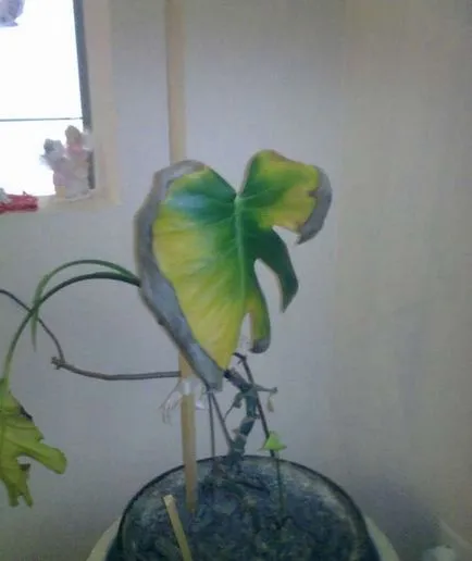 Monstera - mi van, ha a sárga, száraz, megfeketedett levelek (száraz) Monstera - mi van, ha a sárga, száraz, megfeketedett levelek