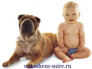 Támadás a kutyák az emberek