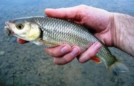 Mi fogása domolykó domolykó májusban a májusi bogár