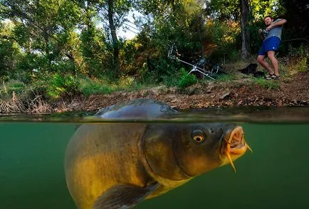 A fogási ponty májusban - az első 7 legjobb csali, horgászfelszerelés és a halászati ​​ötletek
