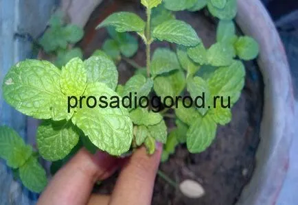 A borsmenta az otthoni termesztés és karbantartás, videó és fotók