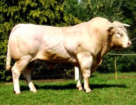 Húshasznú tehenek - leírás, jellemzők, fotók és videó (tehén marhahús fajták fotó és videó) Hús szarvasmarha fajta - leírás, leírások, képek és videó