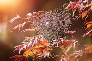 Cobweb a kezüket