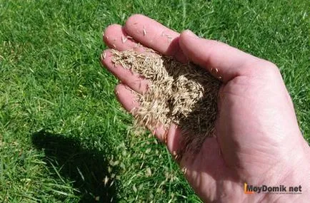 Hogyan kell vetni minden pázsitfű
